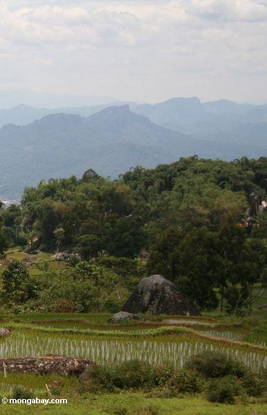 Montagnes et gisements de riz