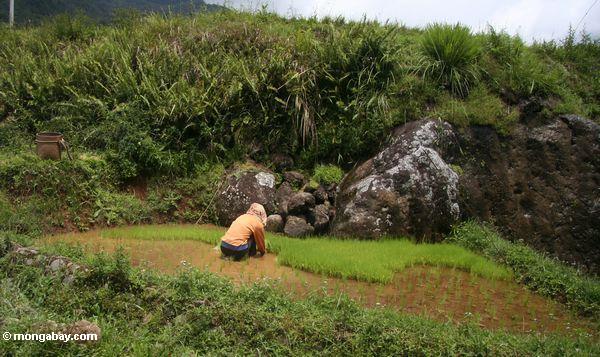 Frau, die im Reispaddy Toraja