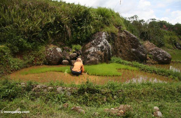 Женщины, работающие в рисовом поле