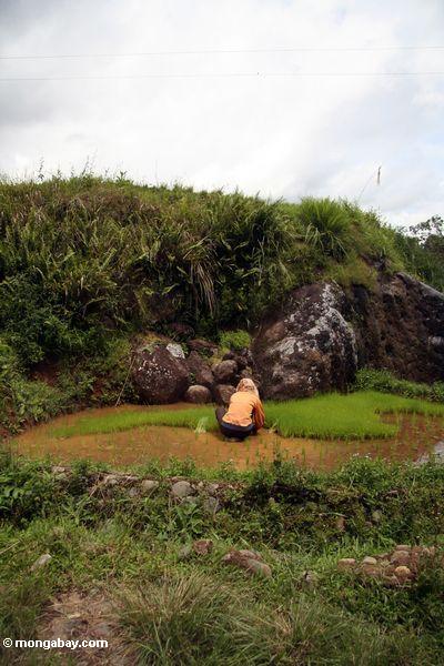 Die Frau, die im schlammigen Reis arbeitet, fangen