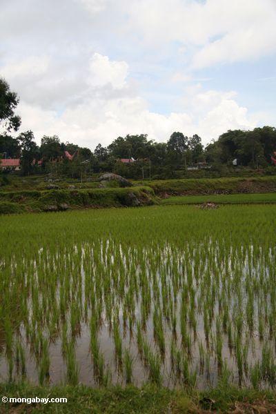 Reis, der nahes Batutomonga Dorf Toraja 