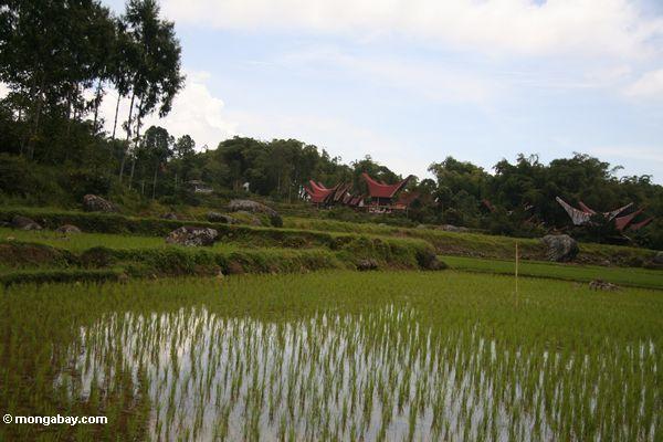 Reis, der um Batutomonga Dorf Toraja 