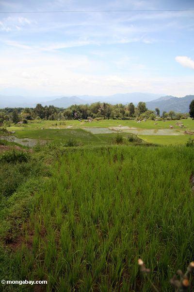 рисовых полей вблизи деревни batutomonga