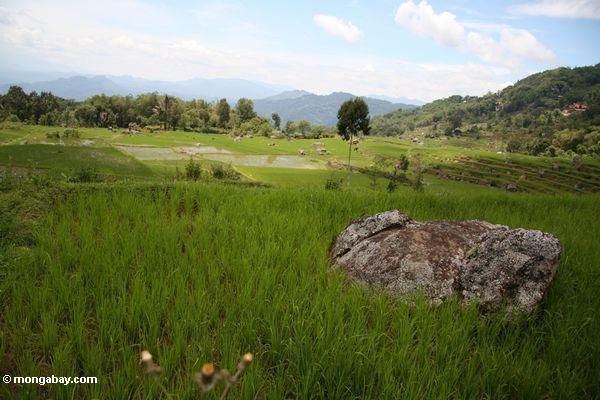 рисовые поля возле деревни batutomonga