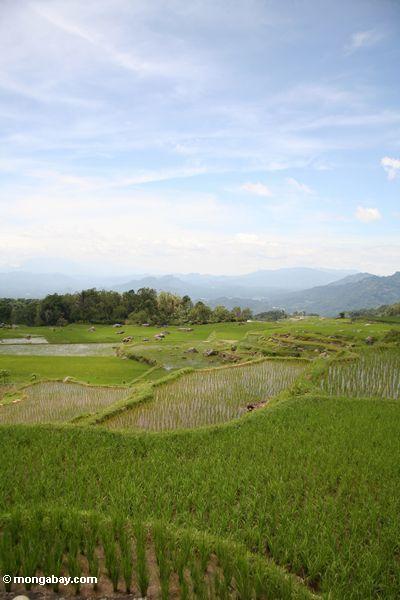 Reispaddys nähern sich Batutomonga Dorf 