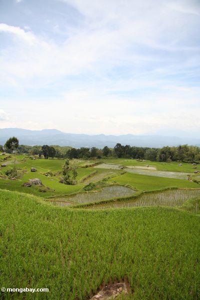 Reis fängt nahe Batutomonga Dorf 