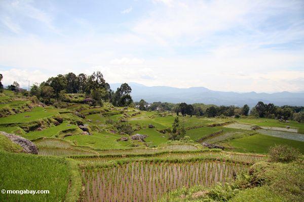 Reis fängt nahe Batutomonga Dorf 