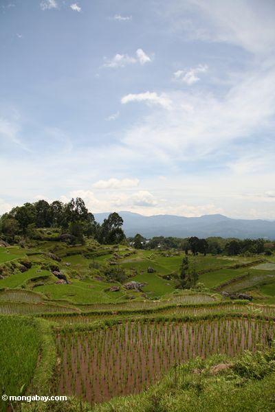 Reispaddys nähern sich Batutomonga Dorf 