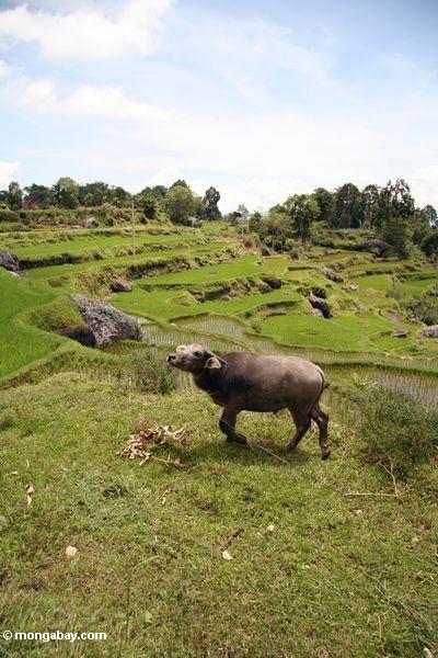 Büffel im Reispaddy Batutomonga Toraja 