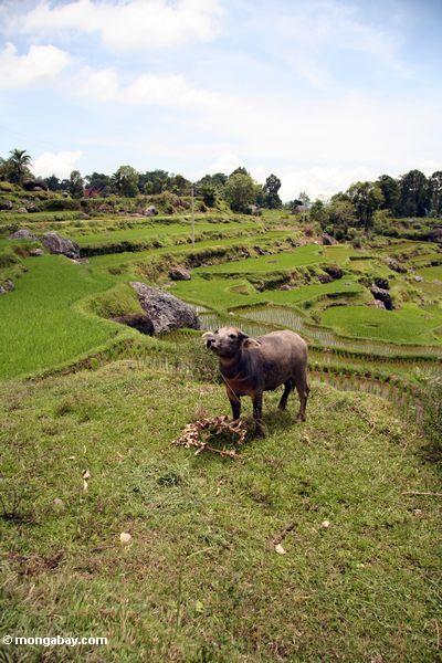 Wasserbüffel im Reis fängt Batutomonga 