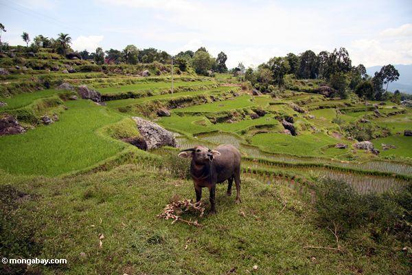 Büffel in den Reispaddys nahe Batutomonga Dorf Toraja 