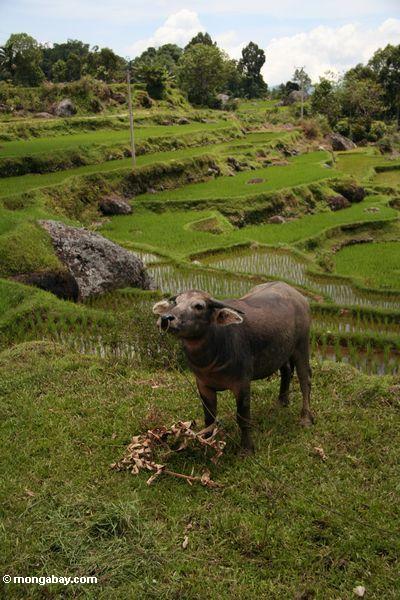 Wasserbüffel im Reis fangen nahe Batutomonga Dorf 