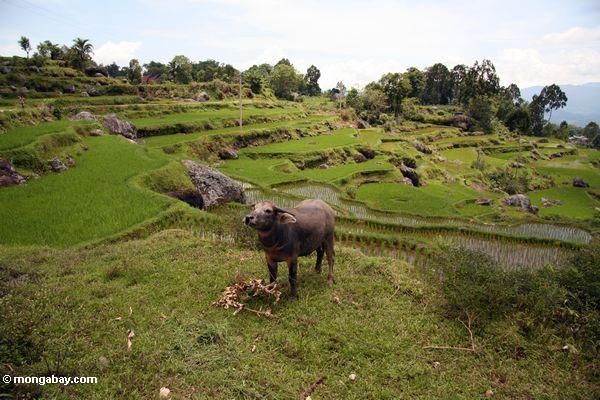 Wasserbüffel im Reis fängt nahe Batutomonga Dorf 
