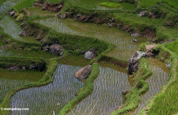 Reispaddys bei Batutomonga 