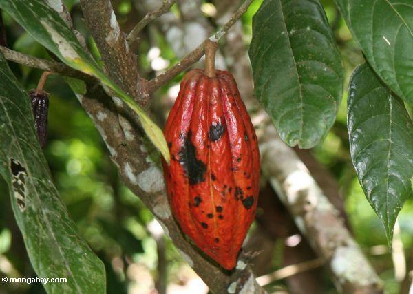 Rotes Kakaohülse