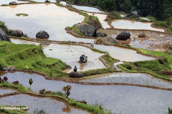 Die Männer, die Reis bebauen, fangen Batutomonga 
