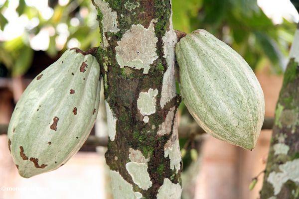 Grünes Kakaohülsen