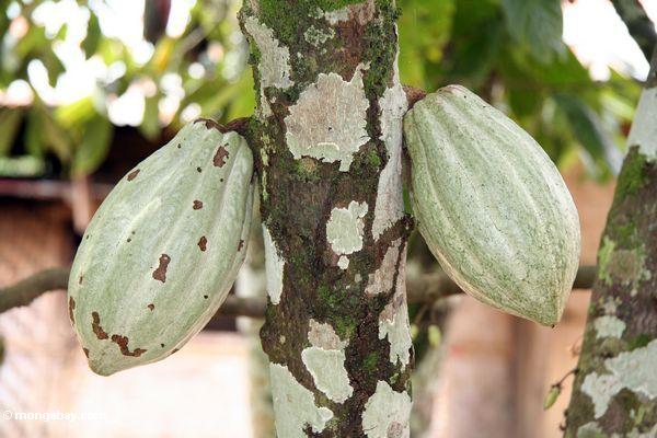 Grünes Kakaohülsen