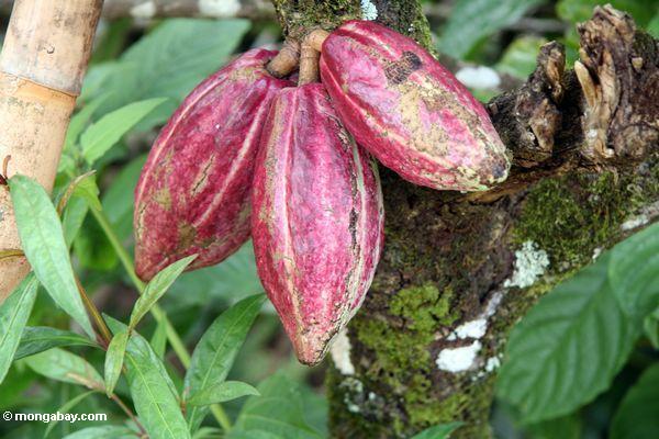 Drei reife Kakaohülsen, die vom Baumstamm Toraja