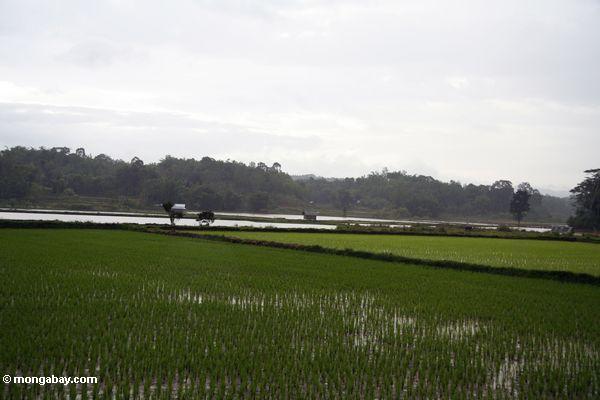 Flacher Reis fängt