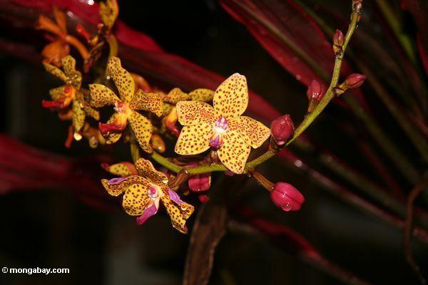 Orange Orchidee mit Magenta beschmutzt
