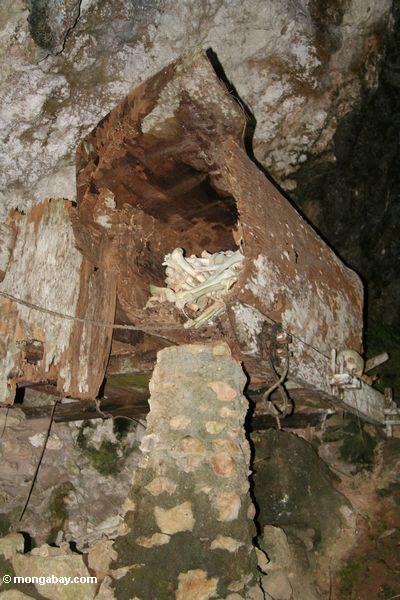 Sarg verrottete, um Knochen innerhalb des Toraja