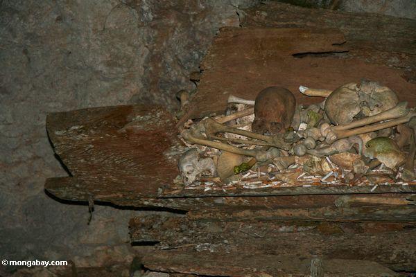 Alte menschliche Knochen in einem Sarg