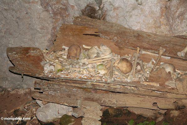 木製の棺の中に古い人間の骨