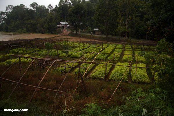 Teakholzbauernhof in Sulawesi für Aufforstung