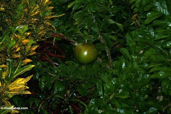 Land Toraja Frucht des Pomelo (
