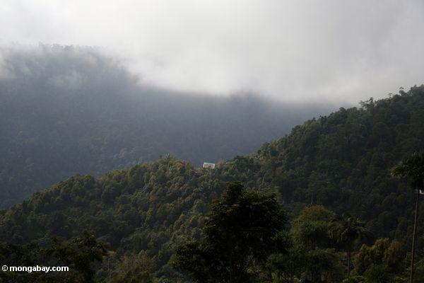 Berg Haupt in den Wäldern von Sulawesi