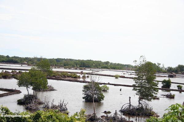 Mangroven löschten für Regelung und Garnelebauernhöfe