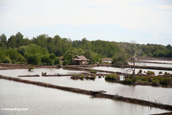 Mangrovewald löschte für Regelung und Garnelebauernhöfe