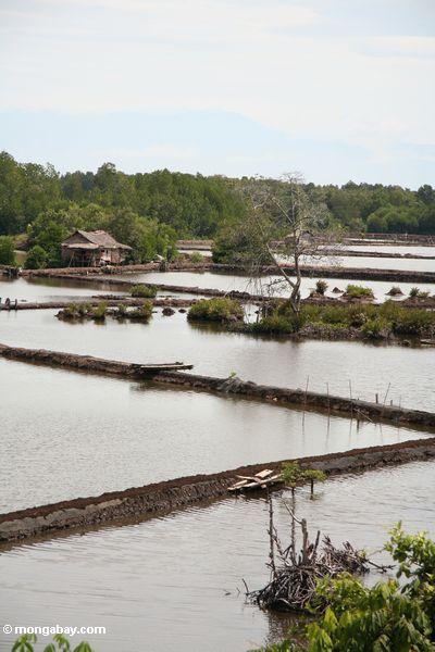 Mangrovewald löschte für Regelung und Aquaculture