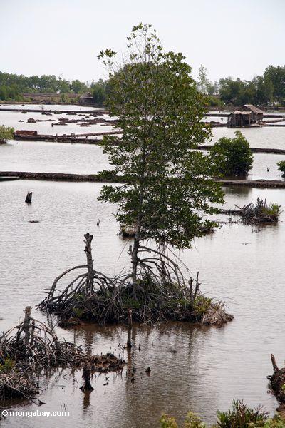 Mangroven löschten für Regelung und Aquaculture