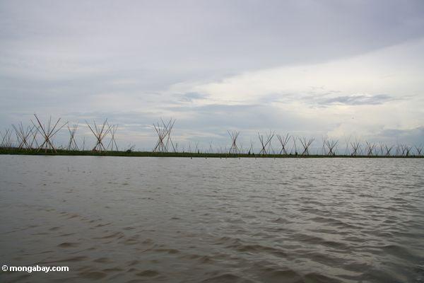 Bambusstangen gesetzt, um Wasserhyazinthe am See Tempe Sulawesi