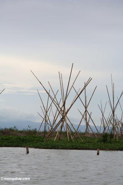 Bungka, große synthetische Kreise der sich hin- und herbewegenden Vegetation hielt an der richtigen Stelle durch die Bambusstative, die aufgerichtet wurden als Fischfallen
