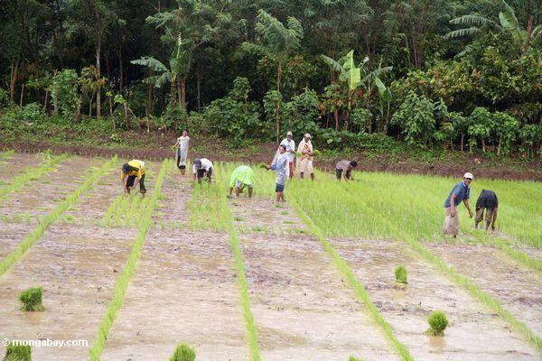 Reisarbeiter im Schlamm
