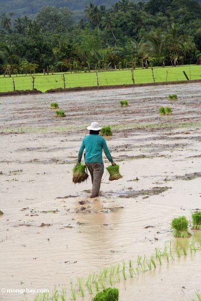 Frau, die durch Schlamm schleppt, während tragende Bündel Reispflanzen für das Errichten