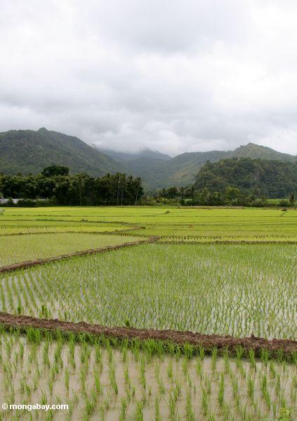 Smaragdgrüner Reis fängt von SüdSulawesi