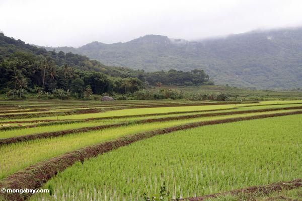 Smaragdgrüner terassenförmig angelegter Reis fängt von SüdSulawesi