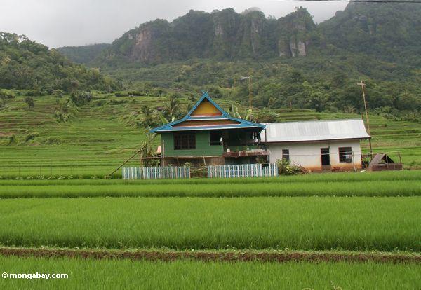 Haus unter grünem Reis fängt von SüdSulawesi