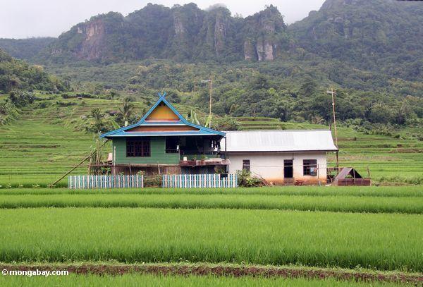 Buntes Haus unter grünem Reis fängt von SüdSulawesi