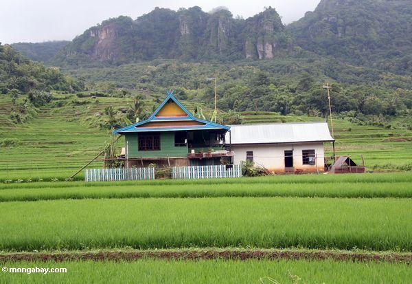 Buntes Haus unter grünen Reispaddys
