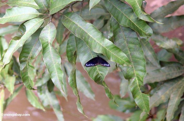 черная бабочка с сине-фиолетовым маркировки на ее крыльях