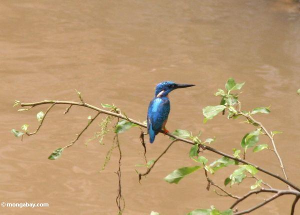Blau-eared Kingfisher (meninting Alcedo) auf Niederlassung über Strom