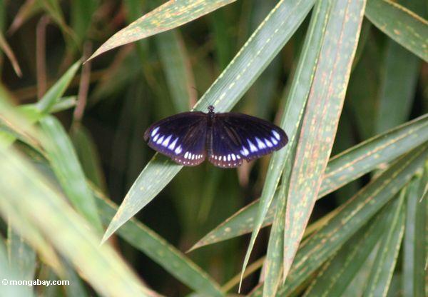 Schwarzer Schmetterling mit blau-purpurroten Markierungen auf seinen Flügeln