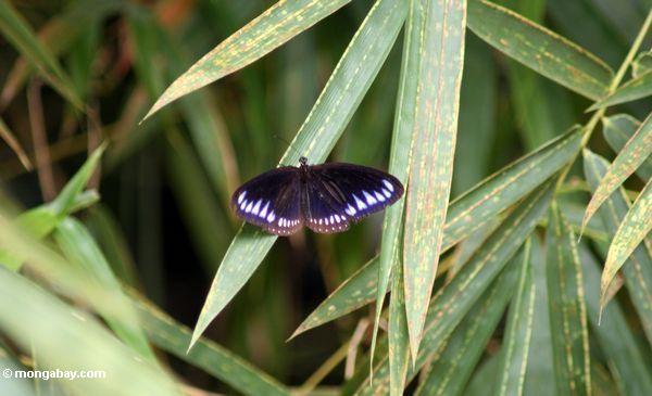 Schwarzer Schmetterling mit blau-purpurroten Markierungen auf seinen Flügeln