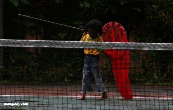 Junger Junge mit dem Schmetterling Netz, das patrouilliert ein Tennisgericht