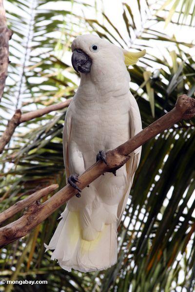 Gelb-erklommener Cockatoo